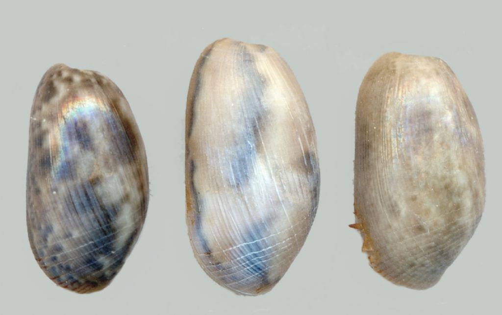 tre Bulla striata